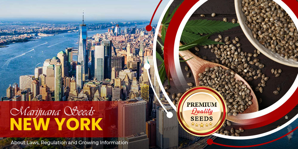 marijuana seeds new york