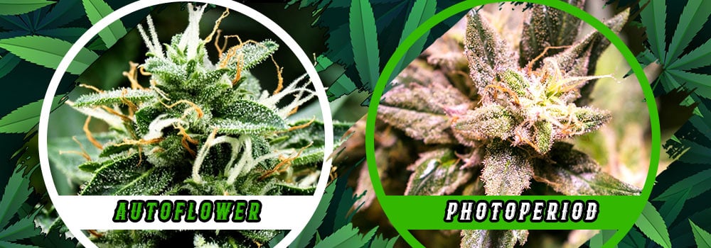 Autoflower vs Photoperiod Cannabis Strains