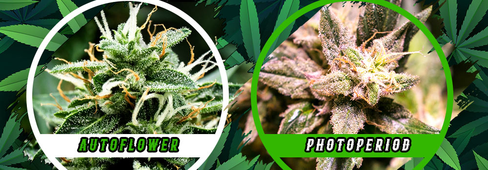 Autoflower vs Photoperiod Cannabis Strains