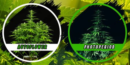 Autoflower vs Photoperiod What is the difference