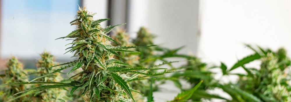 Autoflowering Cannabis Strains