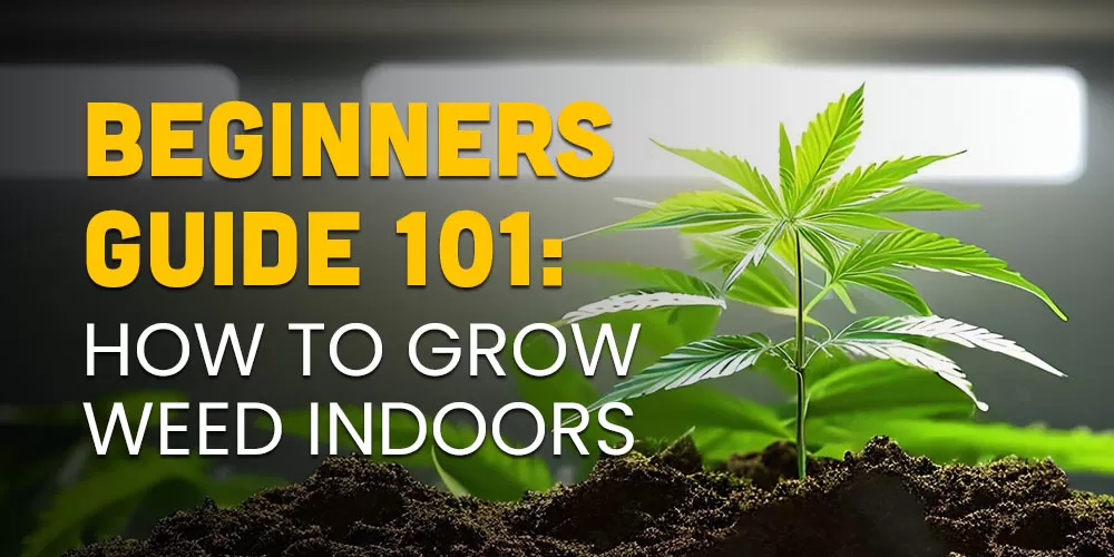 how to grow weed indoors