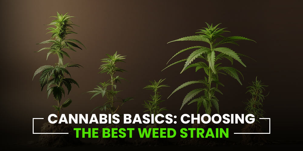 Best Weed Strain