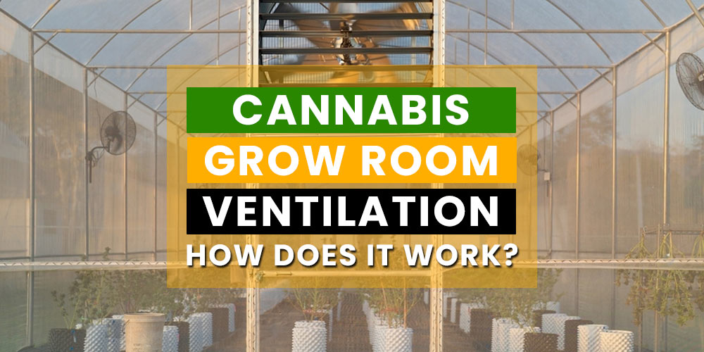 Cannabis grow room ventilation