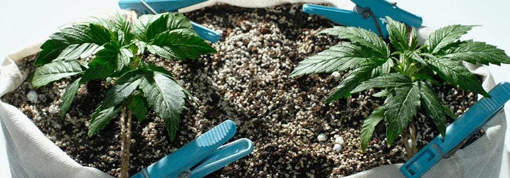 Cannabis Plant Training Made Easy