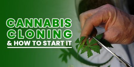 Cloning Cannabis and How to Start It