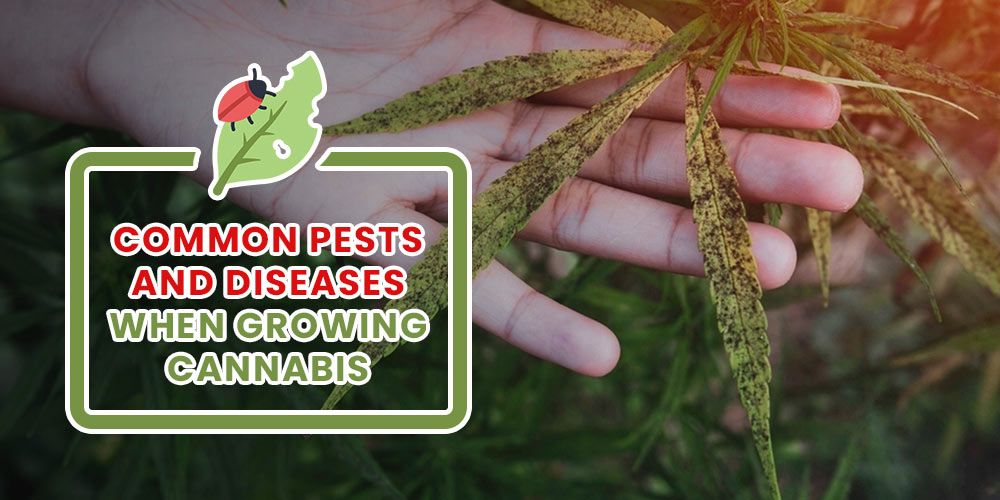 cannabis diseases and pests