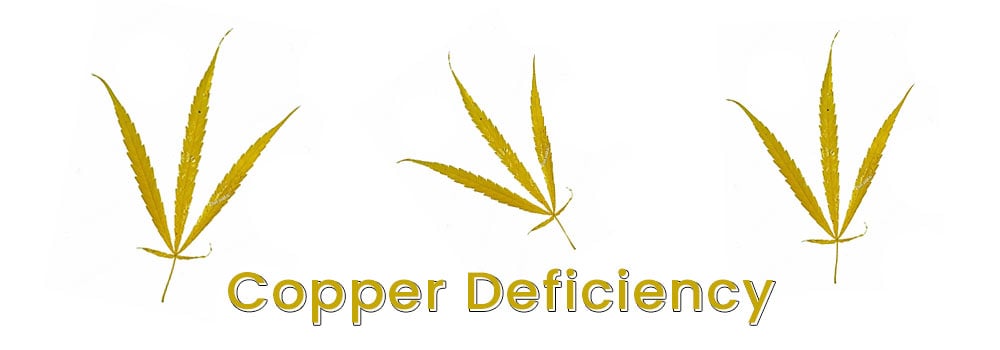 Copper Deficiency