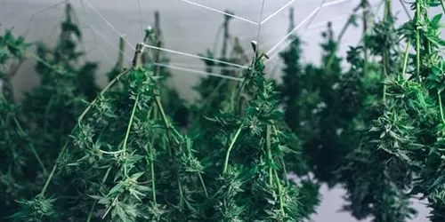 Drying Weed