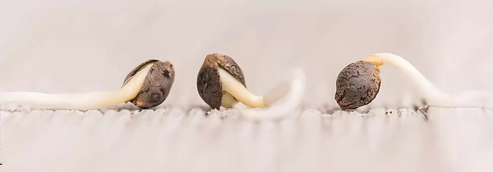 Germinating Cannabis Seeds