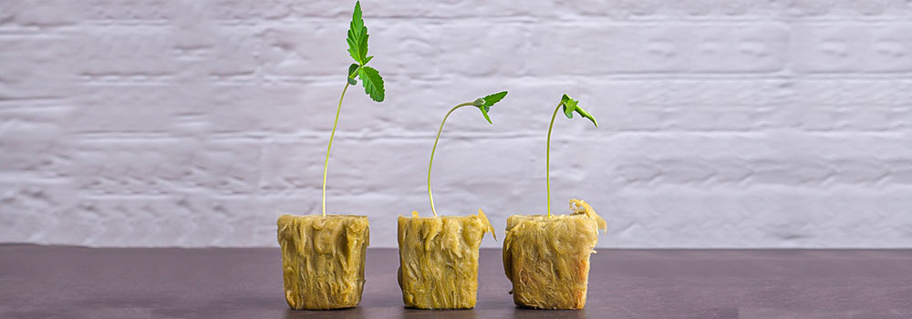 Growing Cannabis Soilless