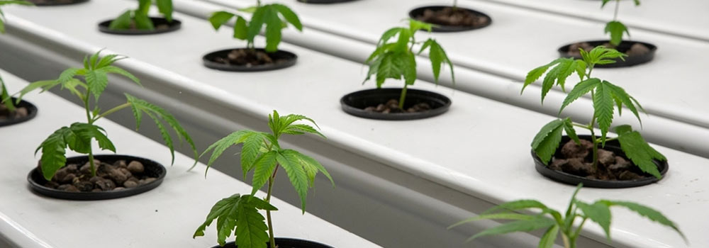 Growing Cannabis in Hydroponics