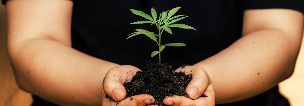 Growing Cannabis in Soil