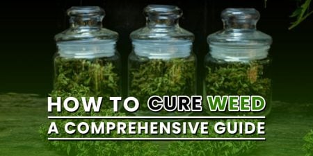 curing weed