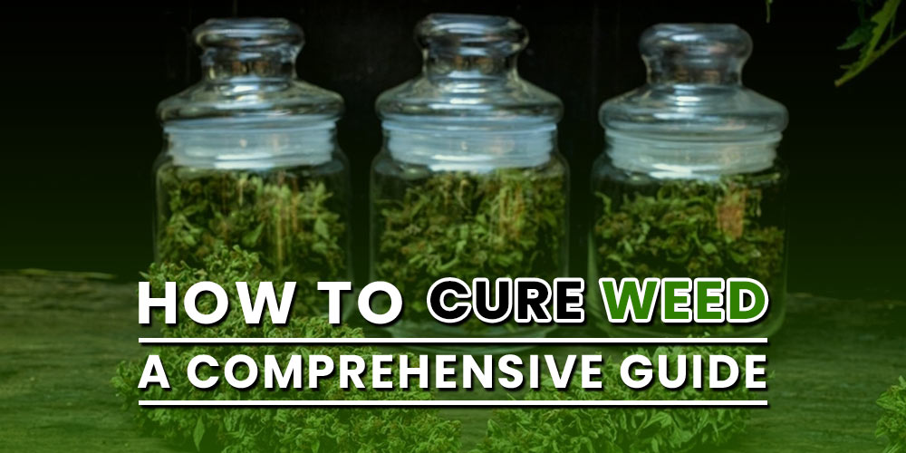 curing weed