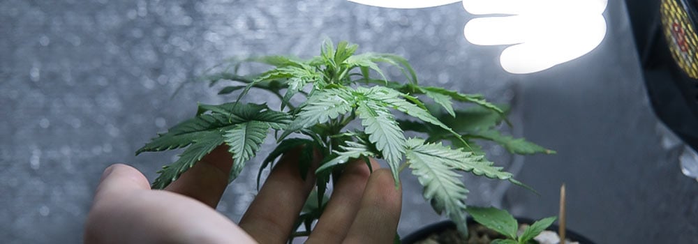 Grow Cannabis Indoors