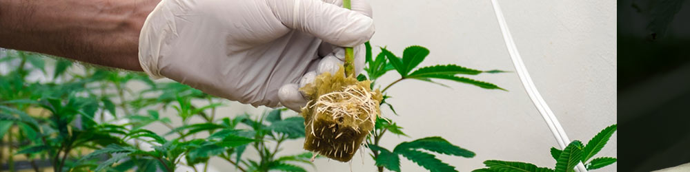 How to Take Care of Clones