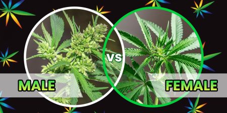 male vs female weed plant