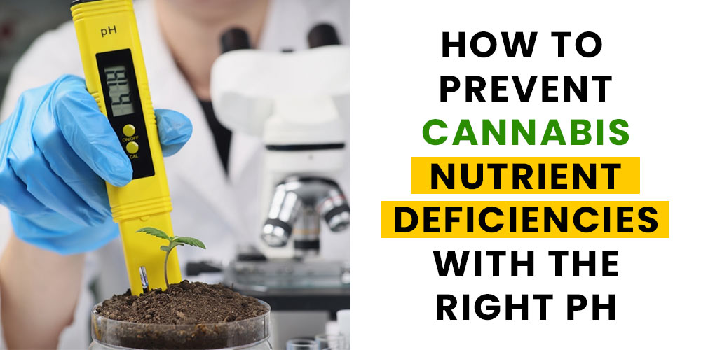 Cannabis Nutrient Deficiencies