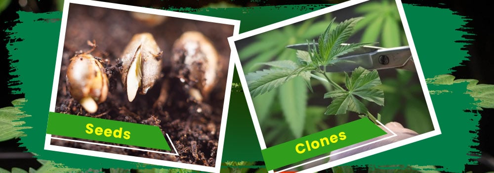 Seeds vs. Clones