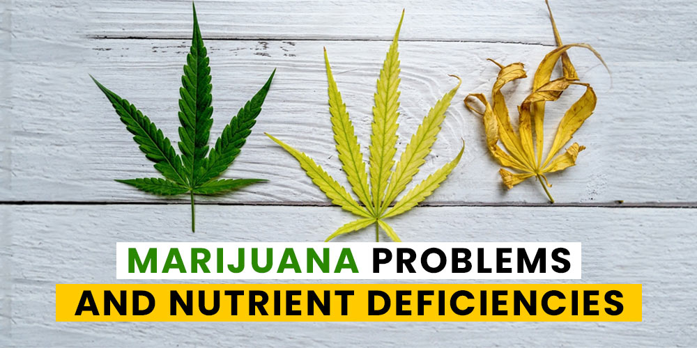Marijuana Nutrient Deficiencies