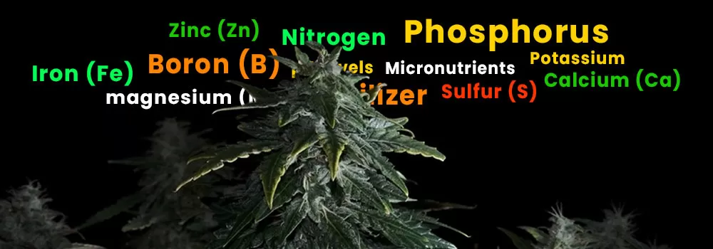 Nutrients and Fertilizers