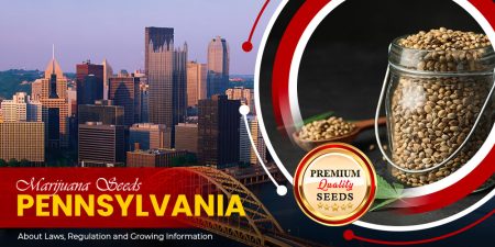 marijuana seeds pennsylvania