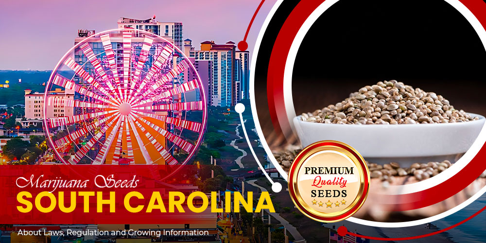 marijuana seeds south carolina