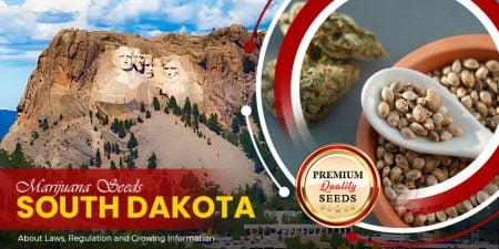 marijuana seeds south dakota