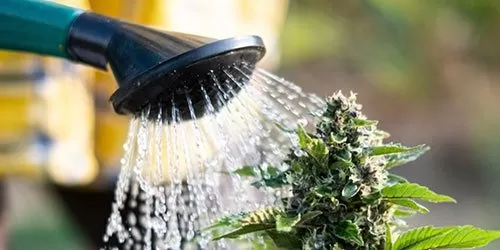 Stop Fertilizing and Flushing