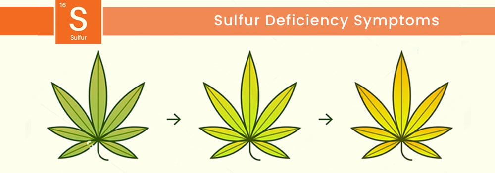 Sulfur Deficiency
