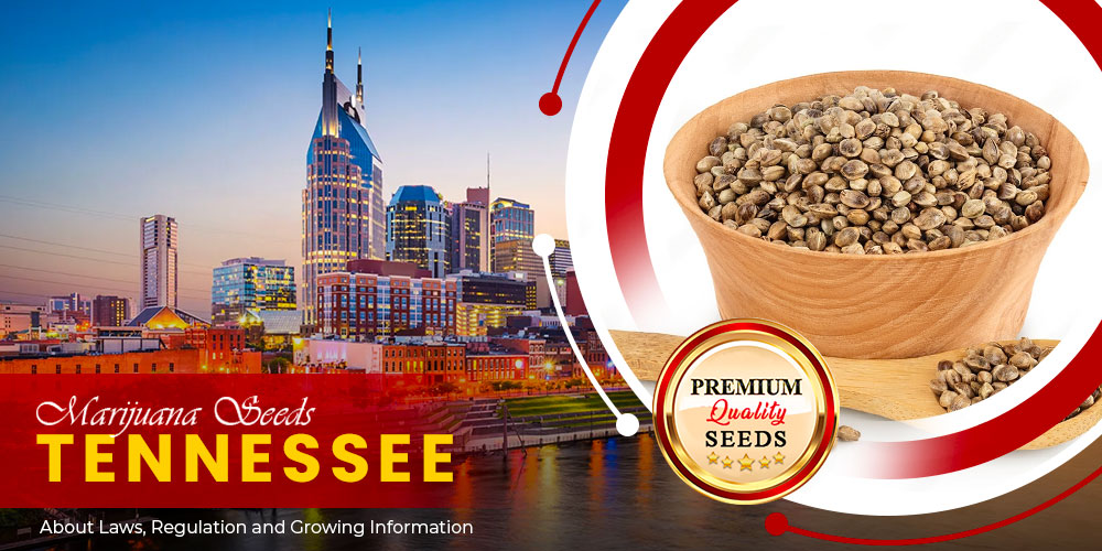 marijuana seeds tennessee