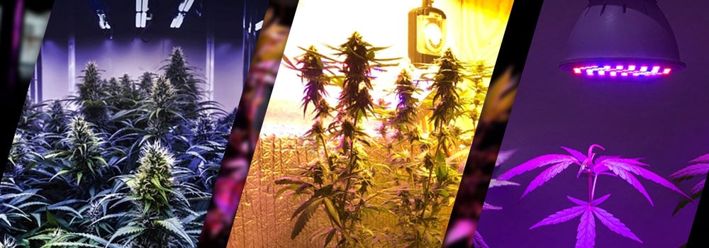 3 Main Category of Cannabis Grow Lights