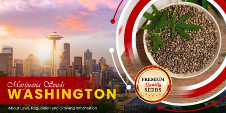 marijuana seeds washington