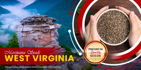marijuana seeds west virginia