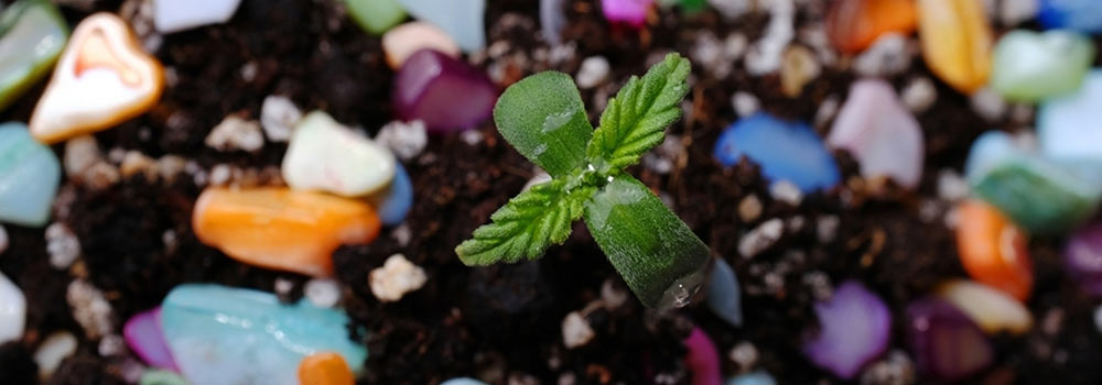 What Nutrients does your Cannabis Plant Need