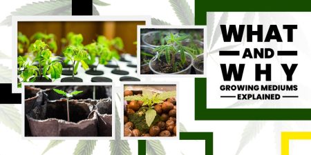 What and Why Growing Mediums Explained