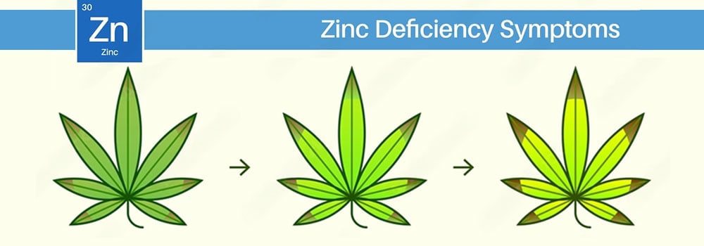 Zinc Deficiency