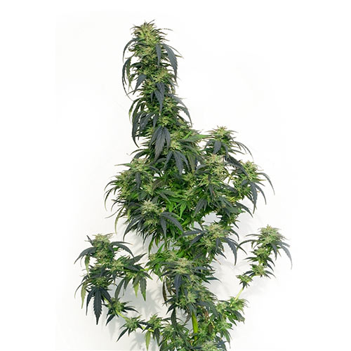 autoflowering