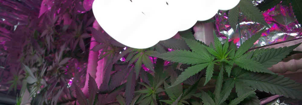 CFL Grow Lights