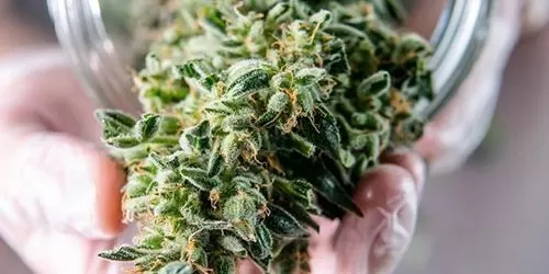 Curing Weed