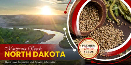 marijuana seeds north dakota