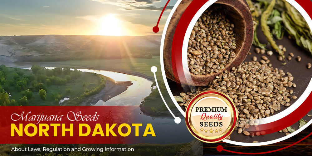 marijuana seeds north dakota