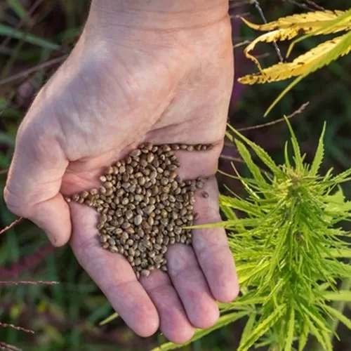 Seeds