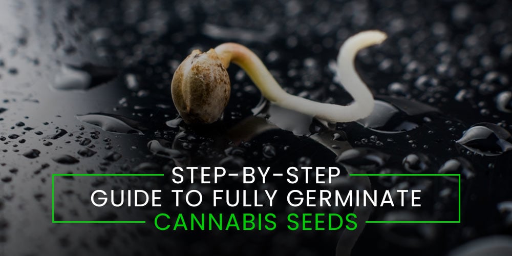 Step by Step Guide to Germinate Seeds