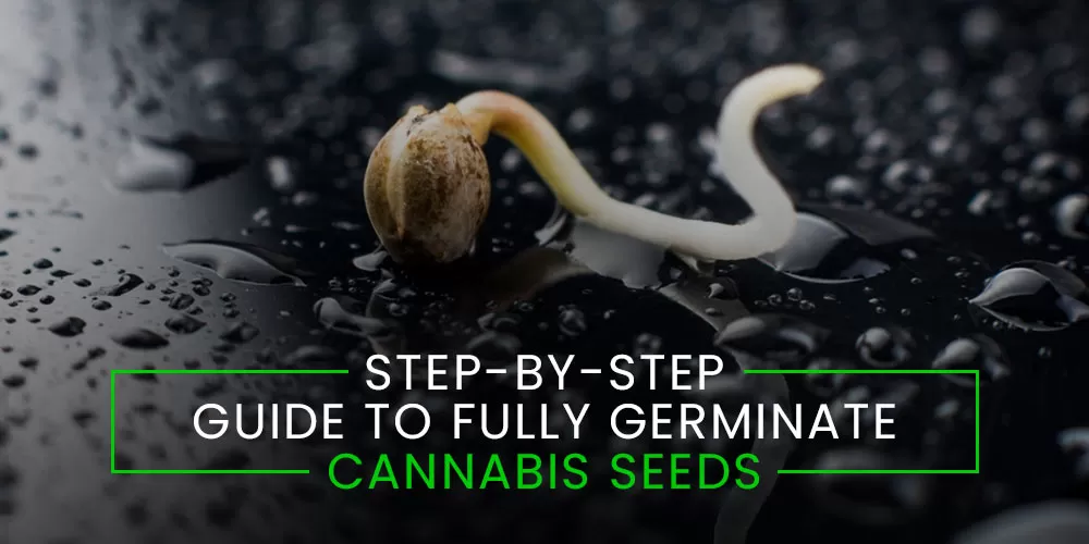 Step by Step Guide to Germinate Seeds