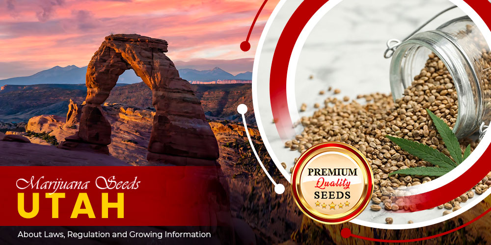 marijuana seeds utah