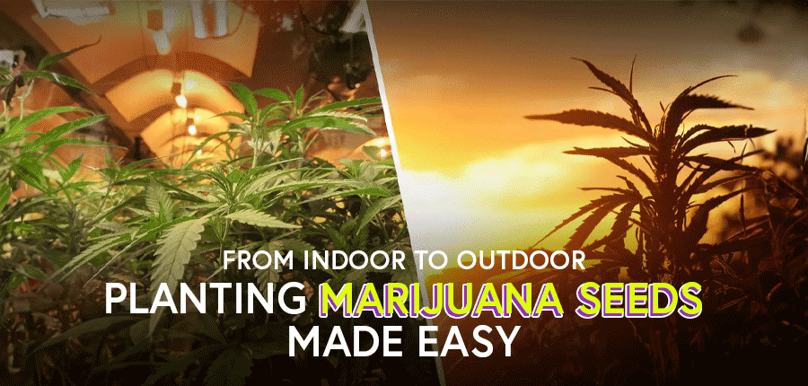 Switching cannabis from indoor to outdoor