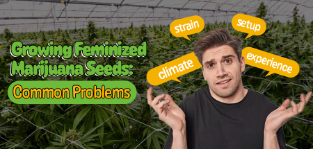 Growing feminized marijuana seeds outdoors