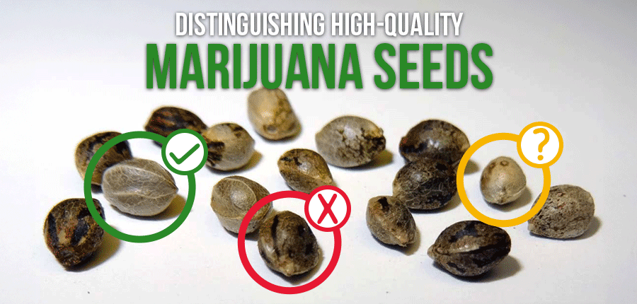 Identifying high quality marijuana seeds